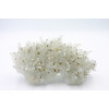 Chalcopyrite sur Quartz