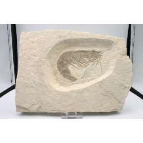 Crevette fossile