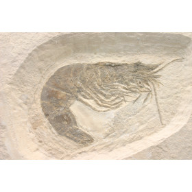 Crevette fossile
